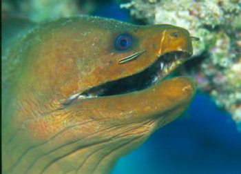 Symbiotic Relationship.  Green moray w/cleaner wrasse tak... by Beverly Speed 